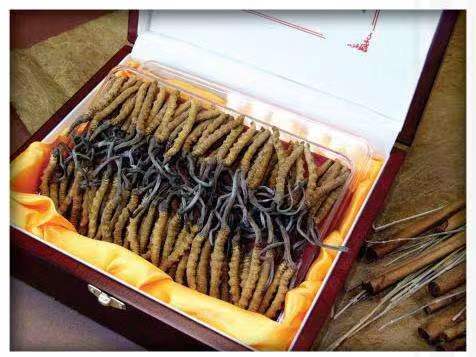 兴宁冬虫夏草回收